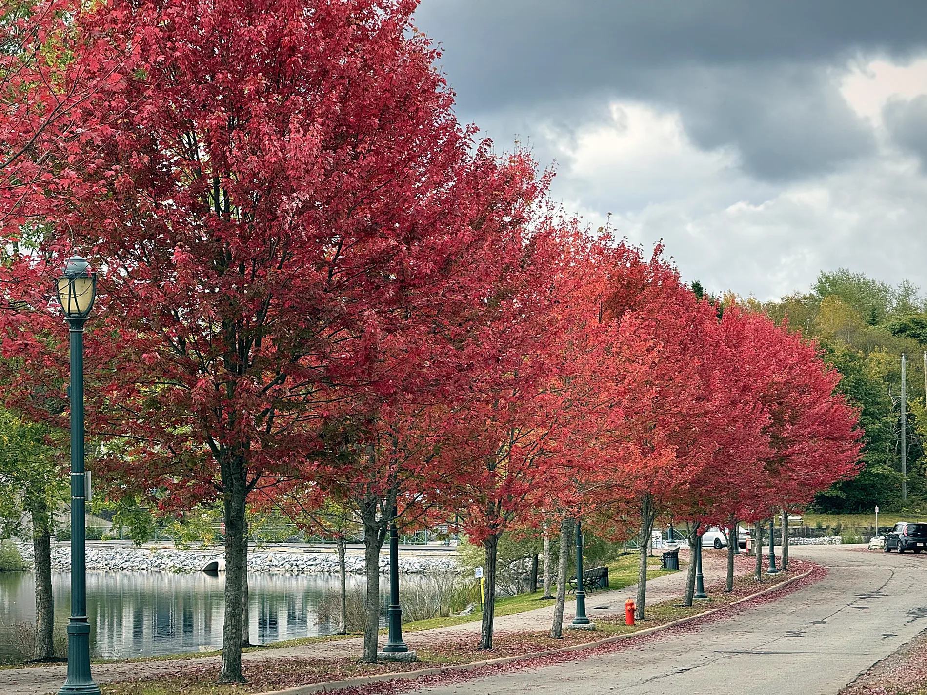 Bright red autumn maples along a lakeside path