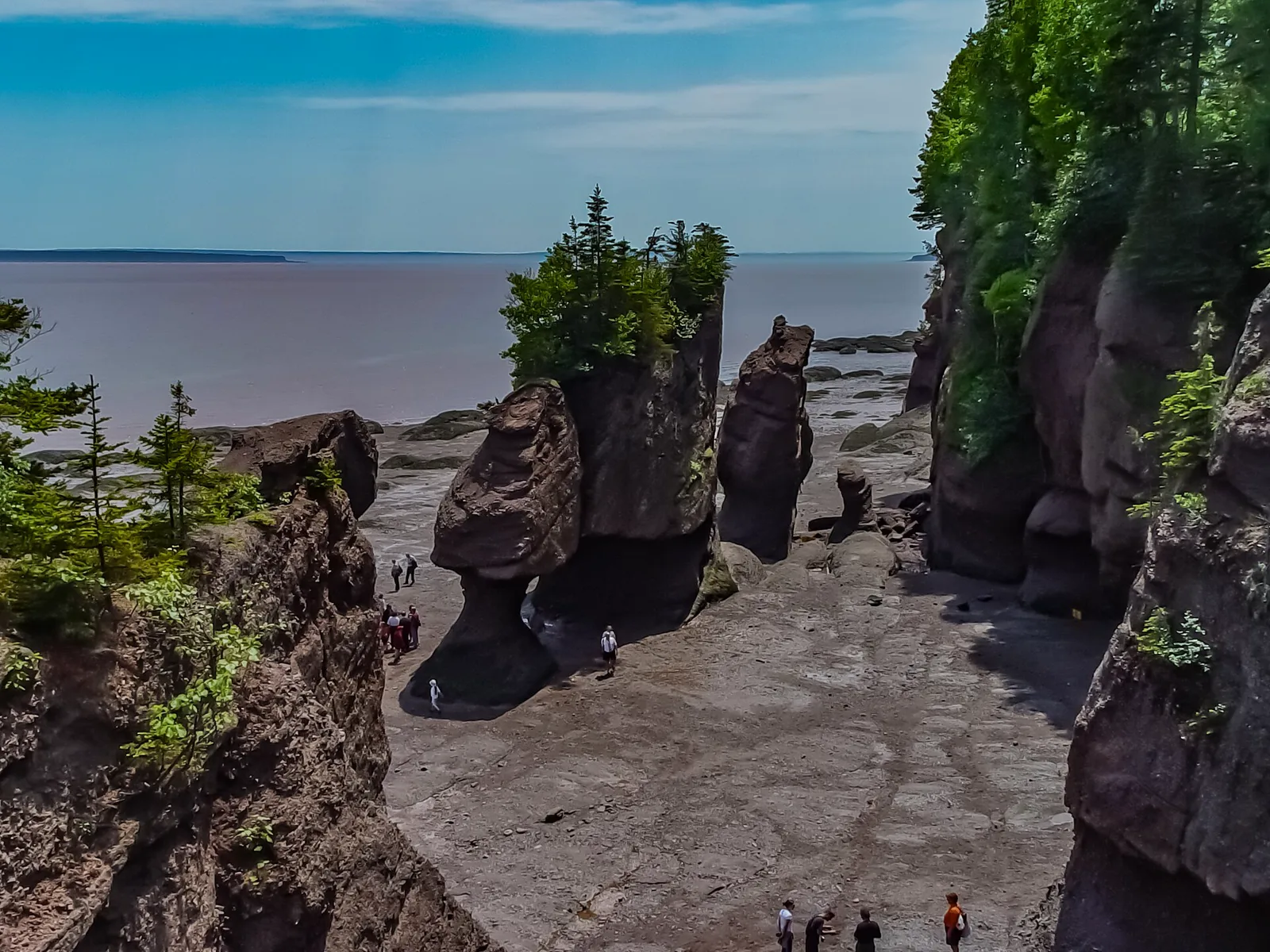 Tree-topped flowerpot rocks and the ocean floor at Hopewell Rocks